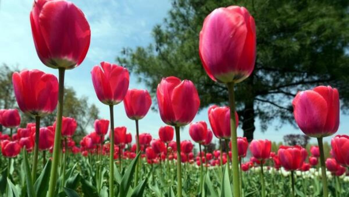 Jammu's first Tulip garden thrown open to public