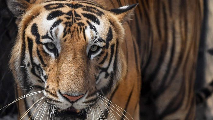 Tiger census 2022 world's most extensive wildlife survey