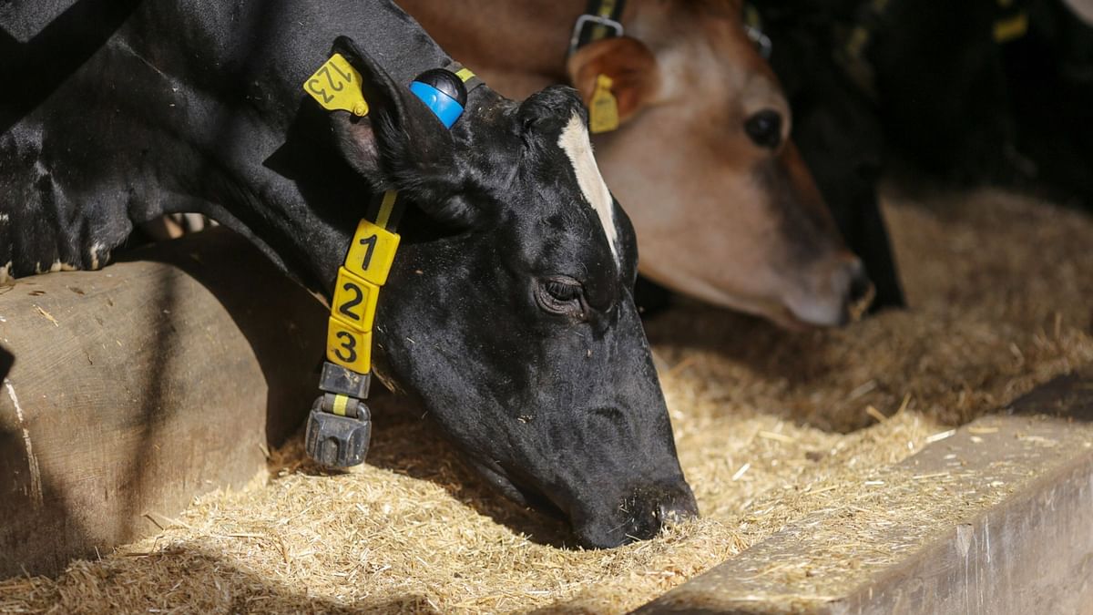 Dairy stocks rally as heatwaves drive rare shortage in world’s biggest milk producer