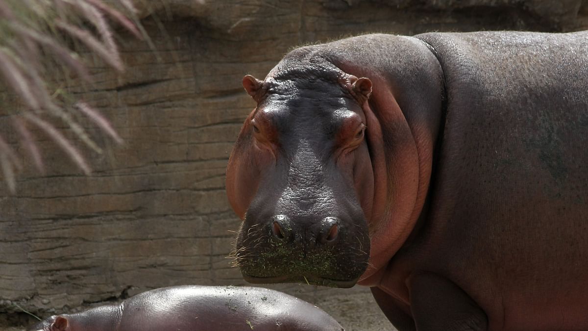 Hippo from Pablo Escobar's estate killed in car crash