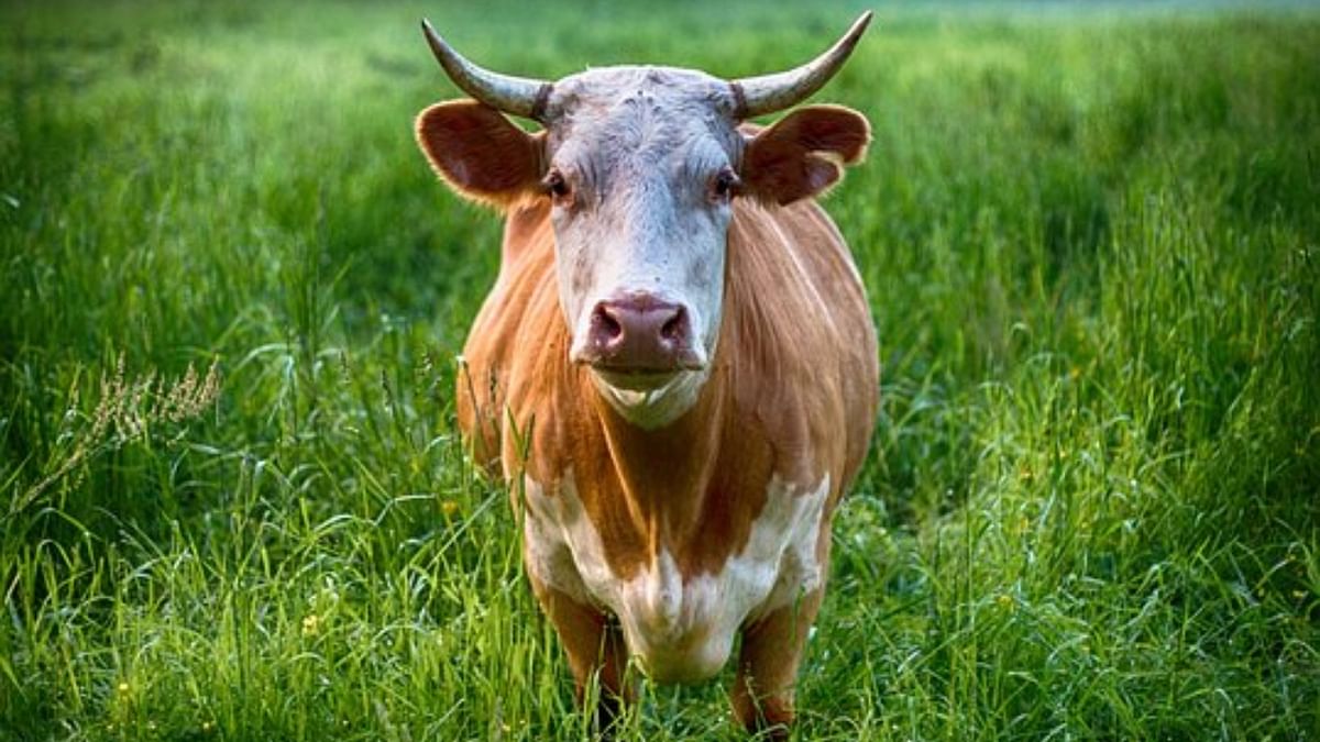 Cow urine unfit for human consumption: IVRI