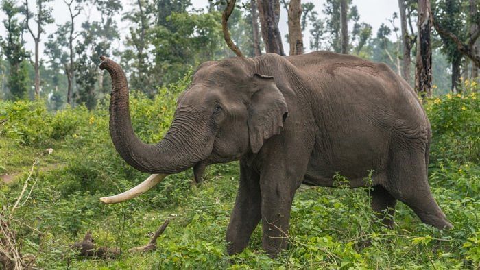 Karnataka: Rescue operations underway to save 4 elephants stuck in pond in Sullia