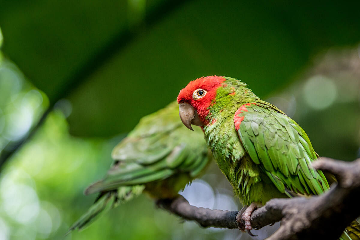 The blossom-headed parakeet