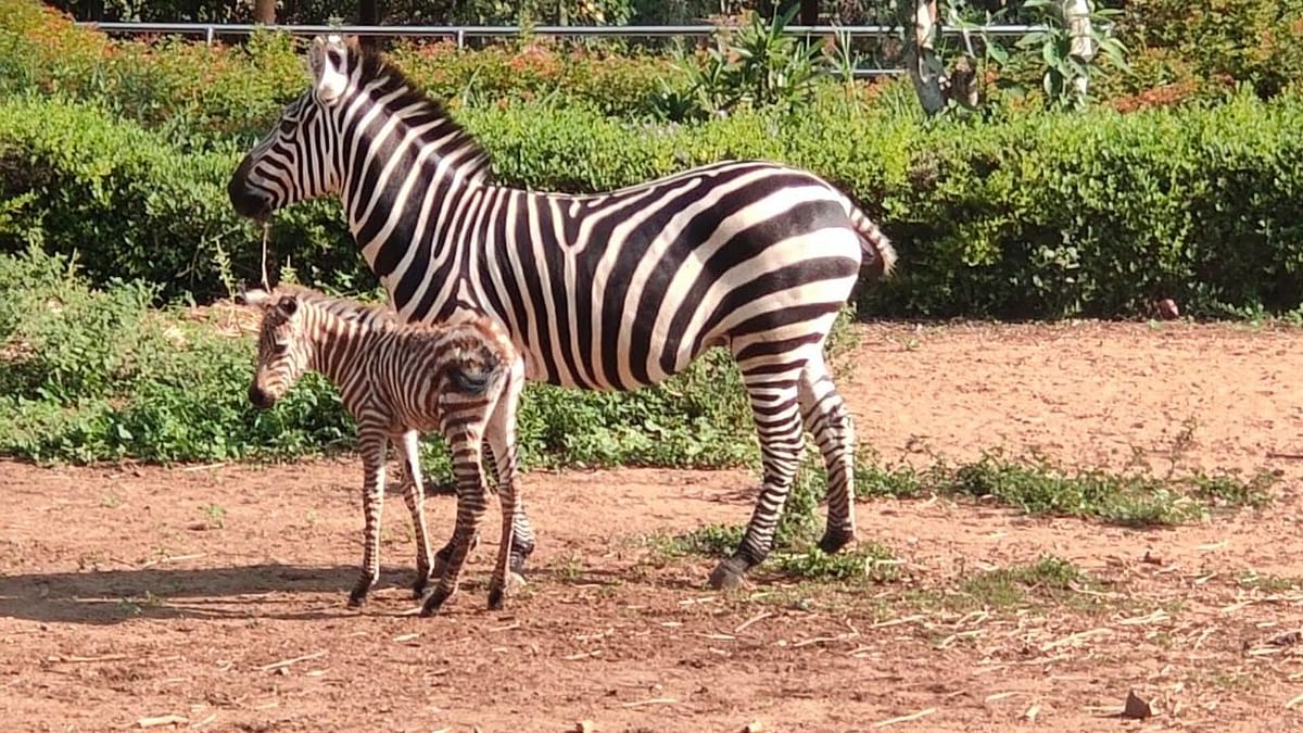 Karnataka: New member joins Bannerghatta's zebra club