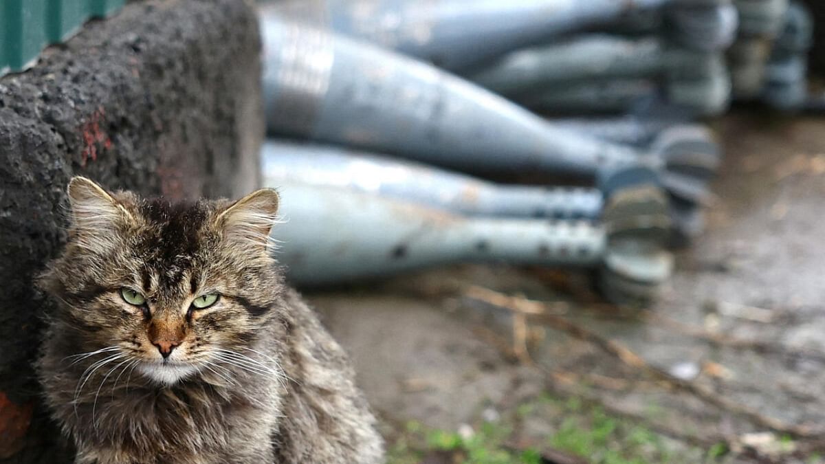 New Zealand cat-killing competition axed after backlash