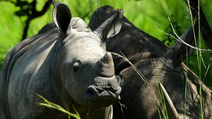 Man arrested after bathing in rhino pen at New Zealand zoo