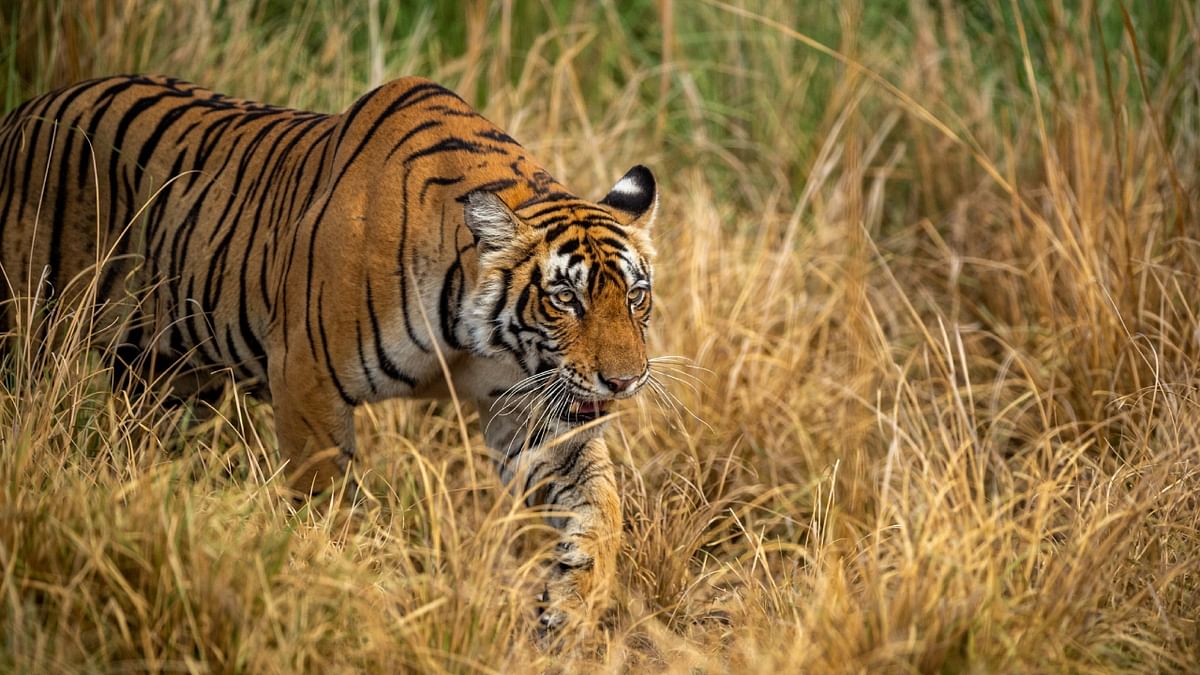 Injured tigress treated, released back in NTR