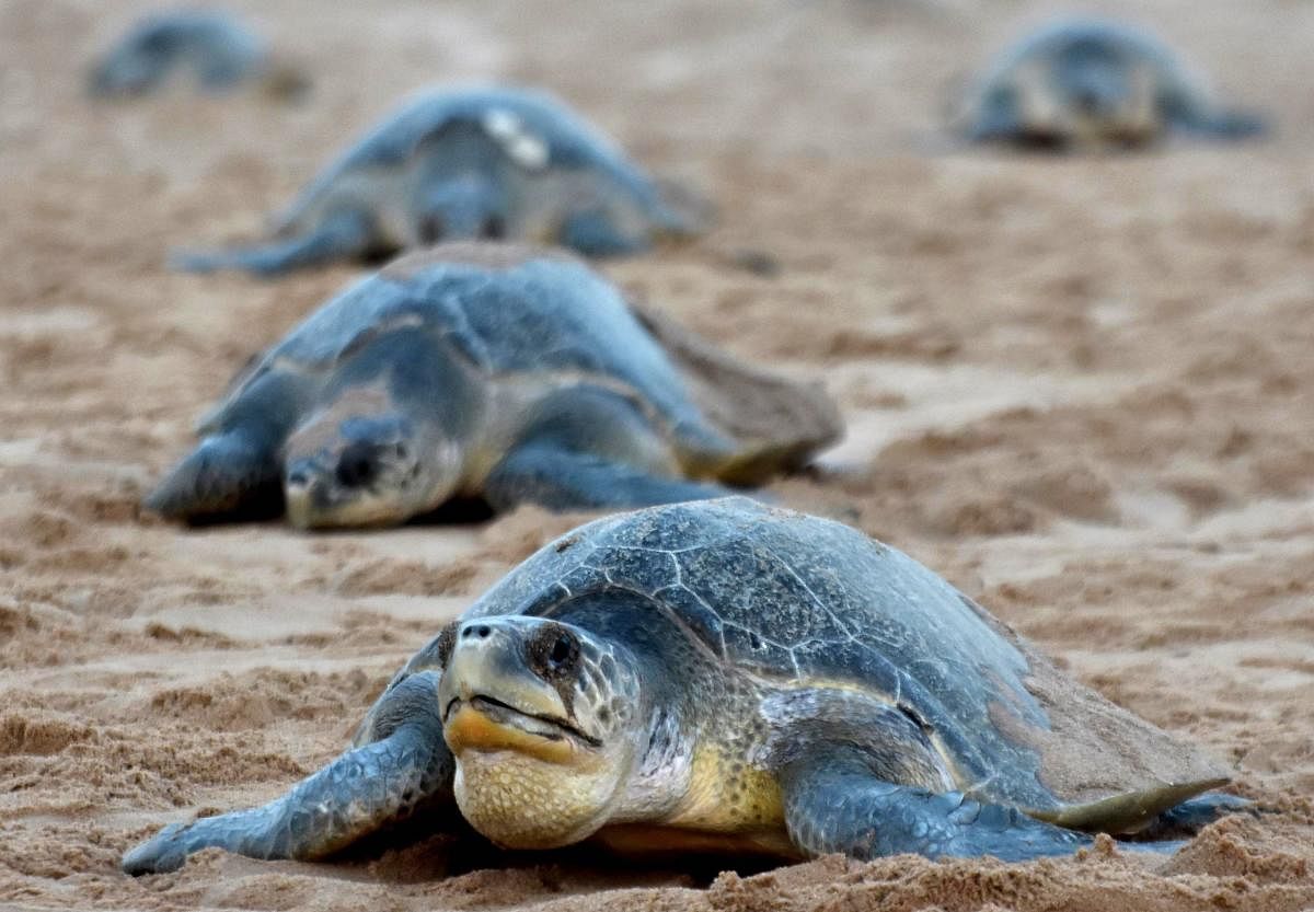 In this file photo taken on February 23, 2018, Olive Ridley sea turtles return to the sea after laying eggs on Rushikulya Beach, some 140 kilometres (88 miles) southwest of Bhubaneswar in India's eastern Odisha state.