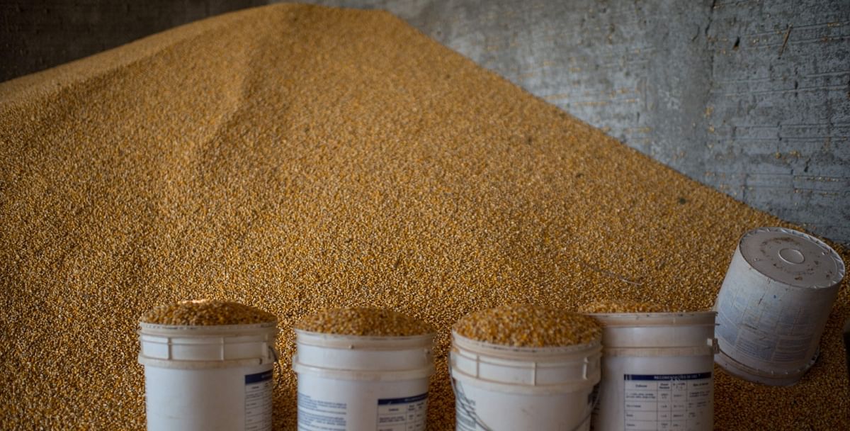 Brazil may surpass US as world's No. 1 corn exporter