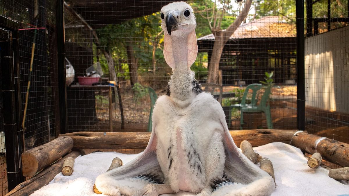 Thai zoo breeds endangered vultures hoping to see them soar again