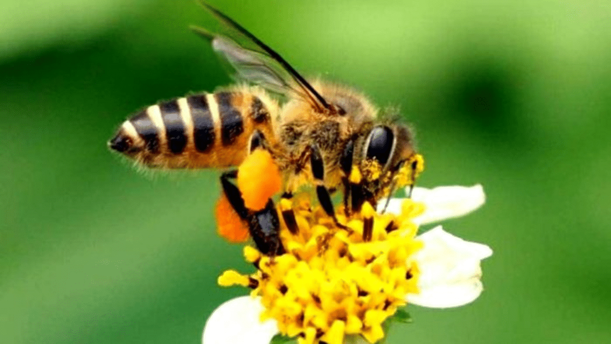 Students stung by honey bees in Karnataka