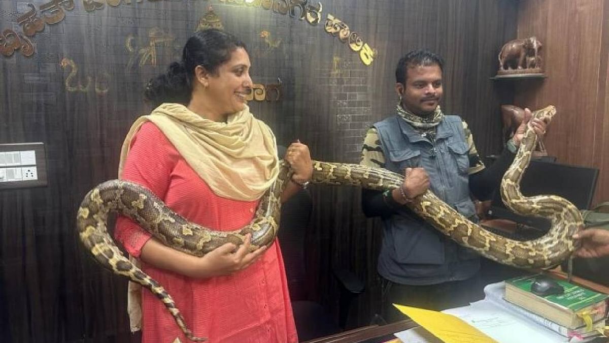7-ft-long Indian Python rescued in Bengaluru's Anjanapura