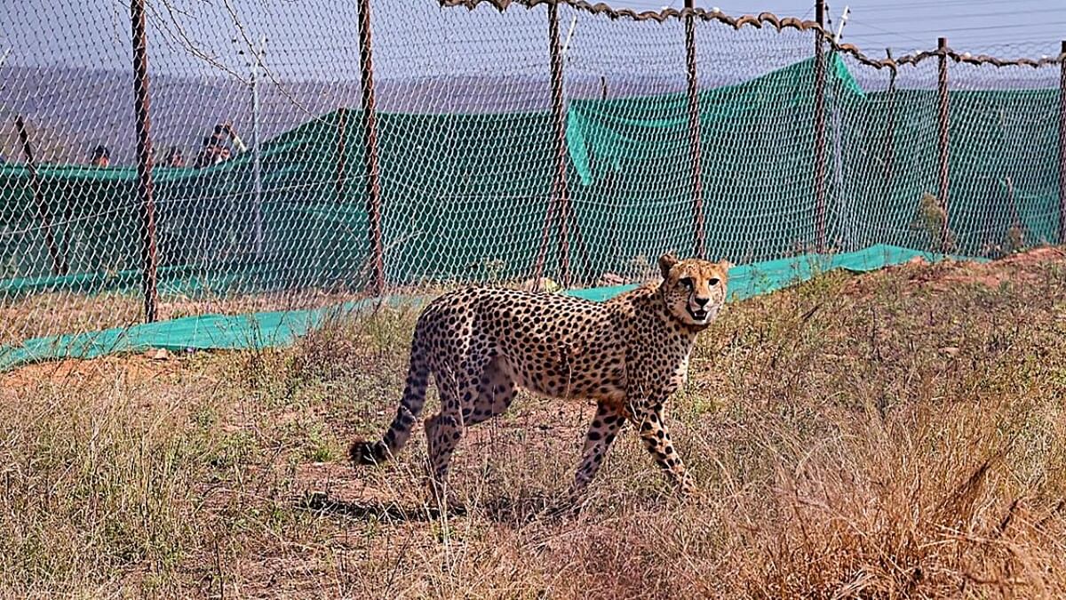 Cheetah 'Asha' strays out of Kuno National Park again
