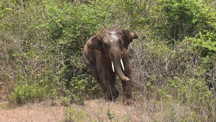 Elephant tramples mahout to death in Mudumalai Tiger Reserve in Tamil Nadu