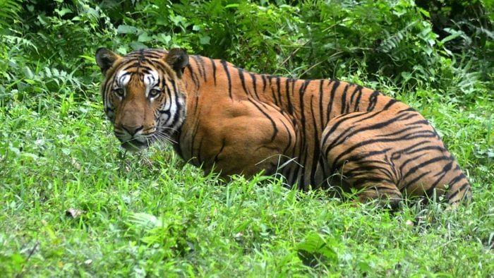 Chhattisgarh: Big cat captured in Surajpur district released into Achanakmar Tiger Reserve