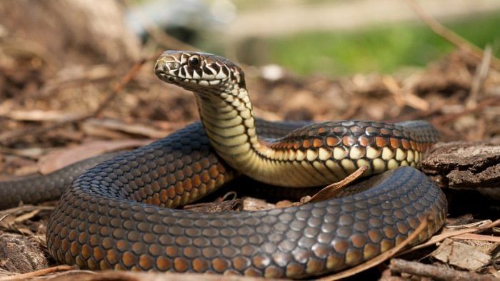 Woman held at Chennai airport with 22 snakes