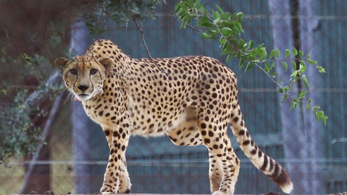 Cheetah deaths at Kuno spur authorities to initiate a project review