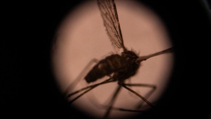 Computational analysis shows how dengue virus evolved in India