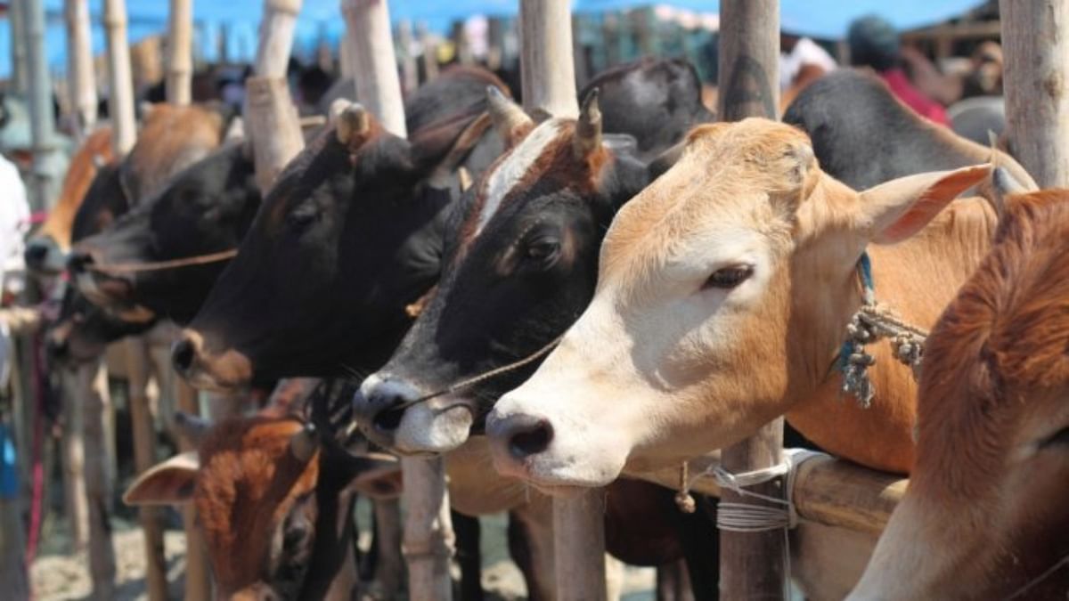 UP: At least 18 cows slaughtered after unidentified men raid 'gaushala' twice in 24 hours