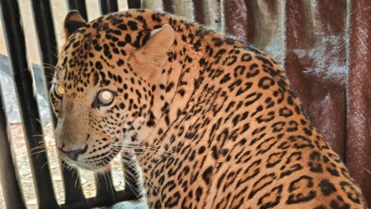 Radio-telemetry of Sanjay Gandhi National Park leopards reveals interesting facts