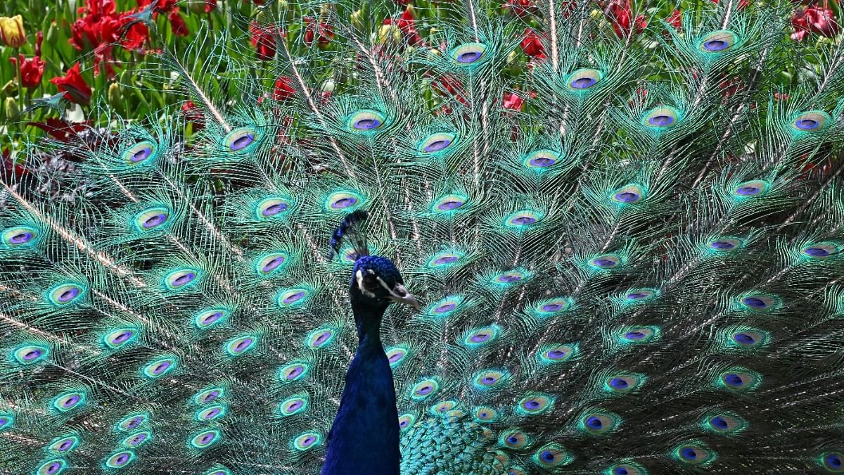 Man arrested for killing peacocks in UP, two carcasses seized