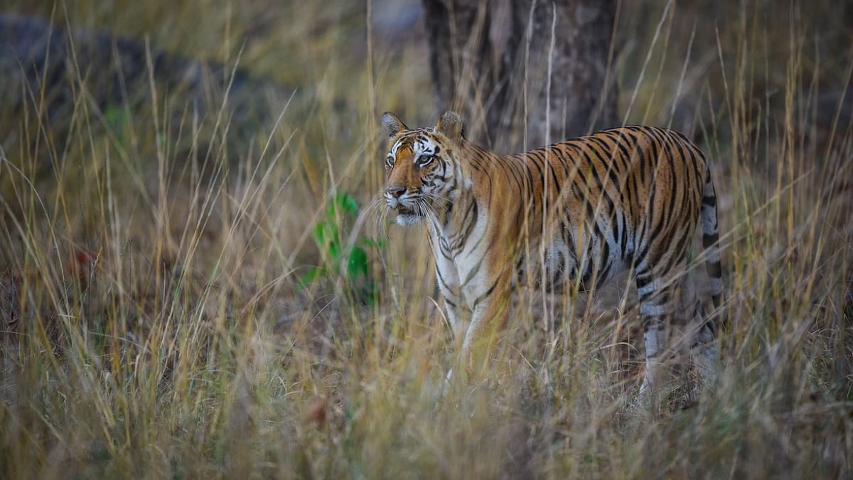 Full-term pregnant tigress dies in Rajasthan's Mukundra Hills Tiger Reserve