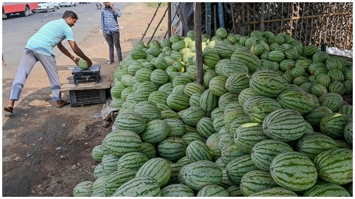 Watermelon growers in Konkan blame Goa-Mumbai highway expansion for dip in their sales