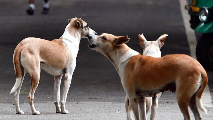Pet lovers gatecrash seminar on stray dog menace at Constitution Club