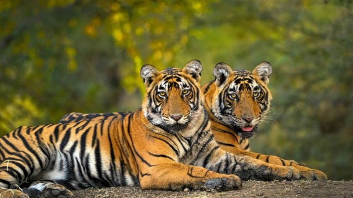 Now, give tigers their space back
