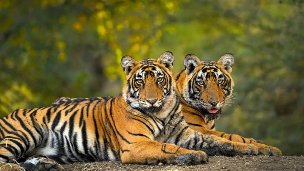 PM credits Soliga tribe for increasing tiger population in BRT Tiger Reserve in Karnataka                                                            