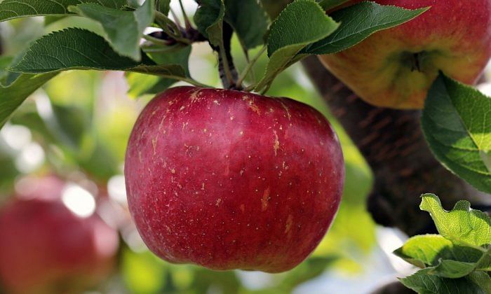 Central govt should increase import duty on apple from 50% to 100%: Kuldeep Rathore