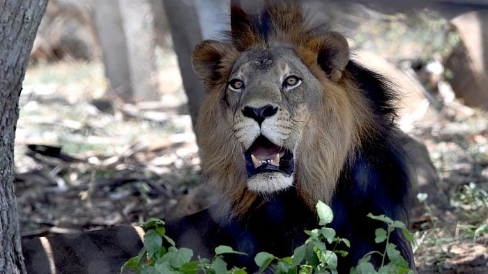 One of world's oldest lions killed by herders in Kenya