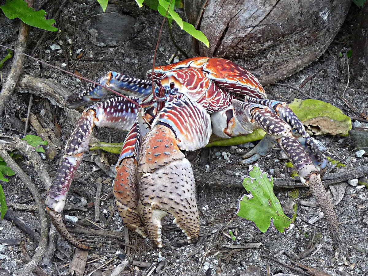 Coconut crabs and their colossal claws