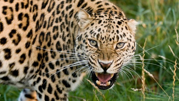  Leopard mauls 2-year-old boy to death in Gujarat's Amreli, 3rd incident of attack by felines in 1 week