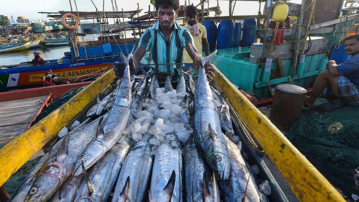 Poor demand slows down fish exports from Karnataka