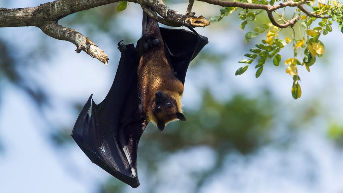 How a deadly bat virus found new ways to infect people
