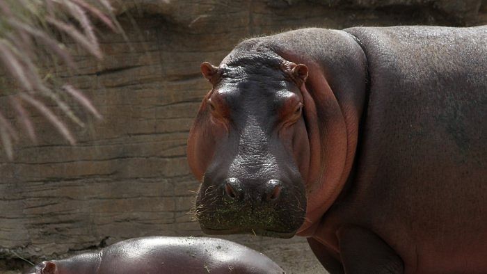 Child dead, 23 others missing after hippopotamus capsizes canoe on river in Malawi
