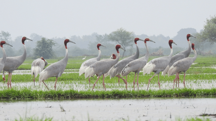 Officials say sarus crane adapting to ways of wild at Kanpur Zoo