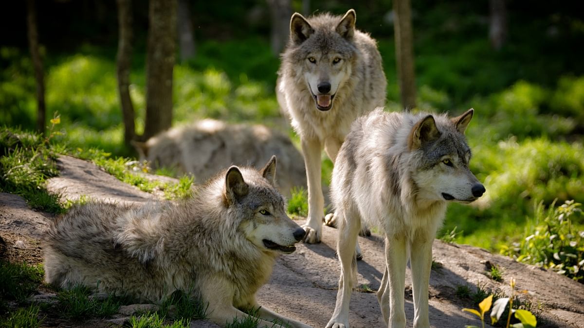 Movement of wolves push smaller carnivores closer to humans