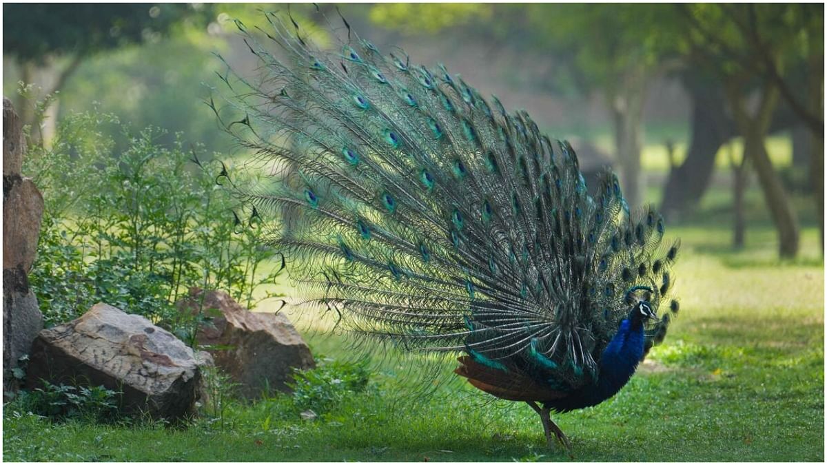 Madhya Pradesh: Man booked after video shows him torturing peacock by plucking feathers