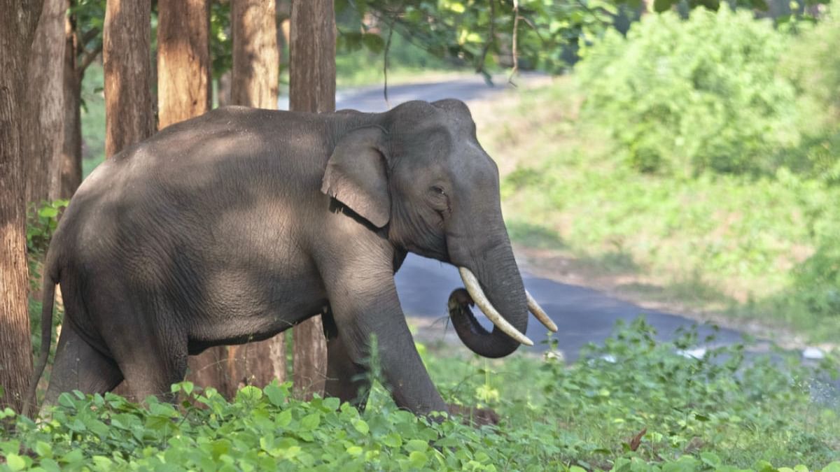 Pregnant elephant shot dead in Kushalnagar 