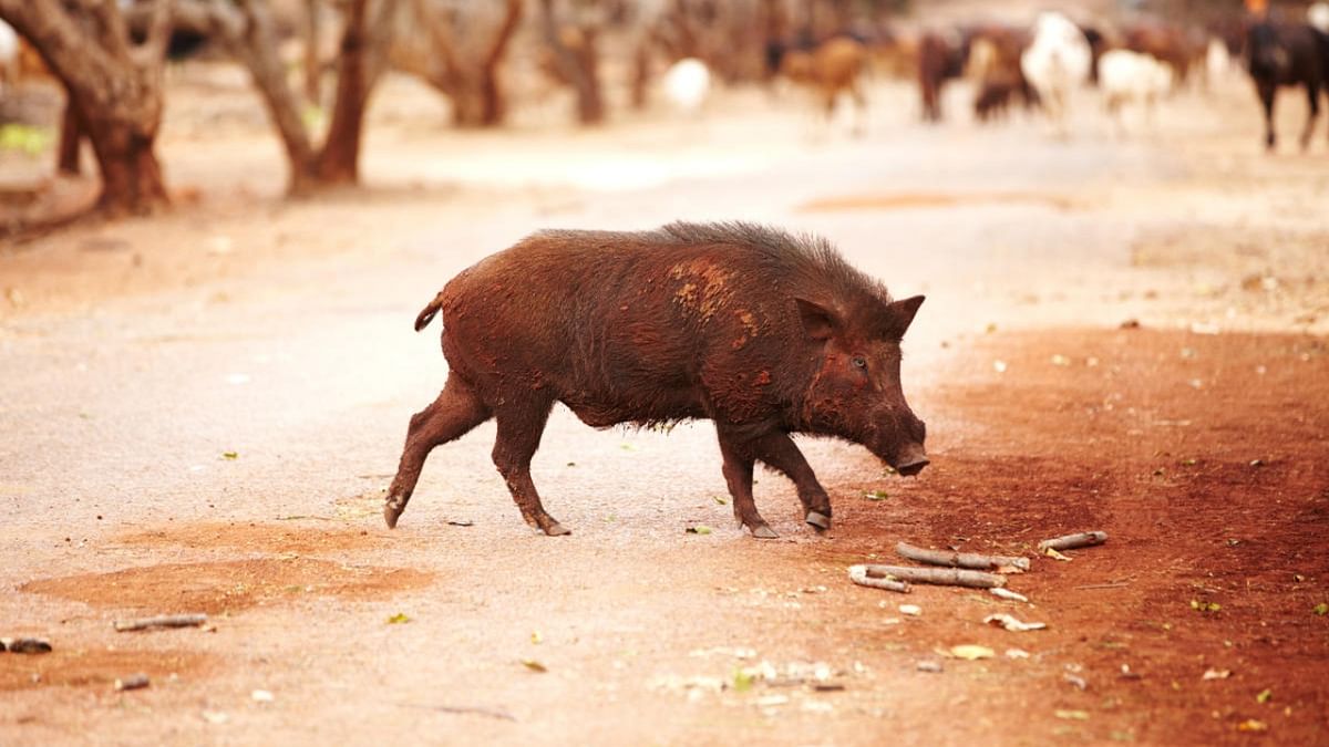 Kerala to reiterate demand to declare wild boars as vermin