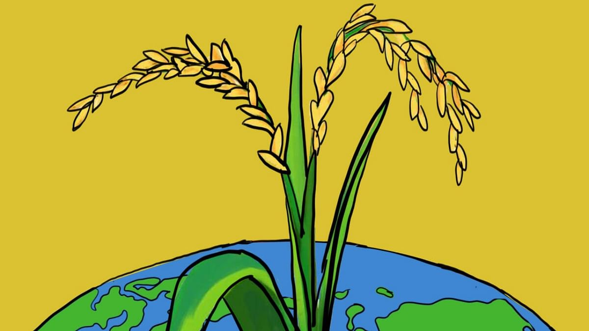 Re-imagining rice, a crop that feeds the world