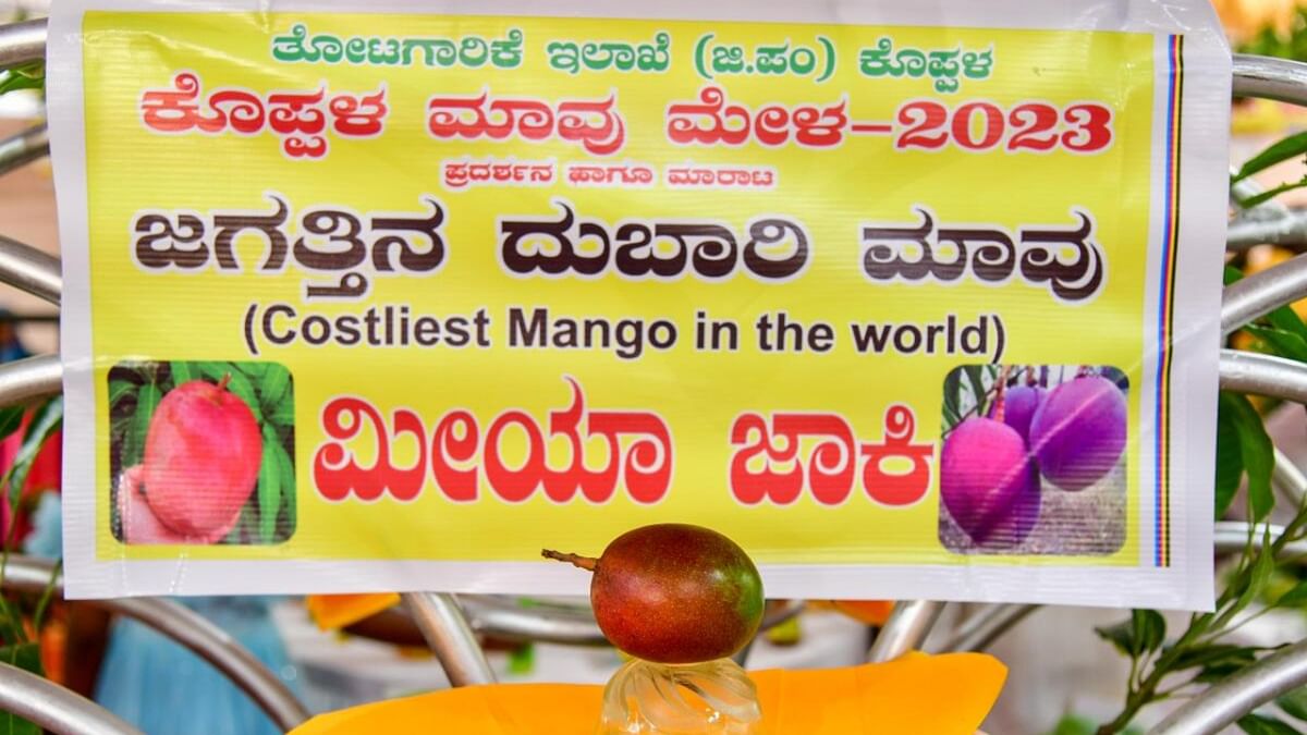 Priced at Rs 2.5 lakh per kg, this Japanese mango is a royal indulgence indeed