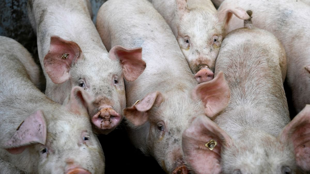 117 pigs dead due to African Swine Fever in 4 districts of Meghalaya