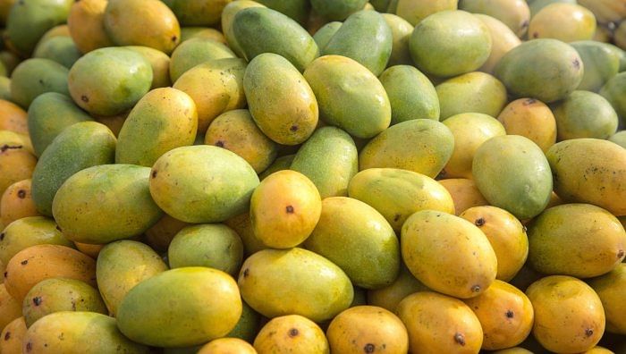 Savour the flavours: Mango and jackfruit mela begins amid low yield worries 