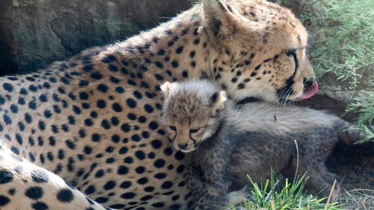2-month-old cub, born to Namibian cheetah, dies at Kuno