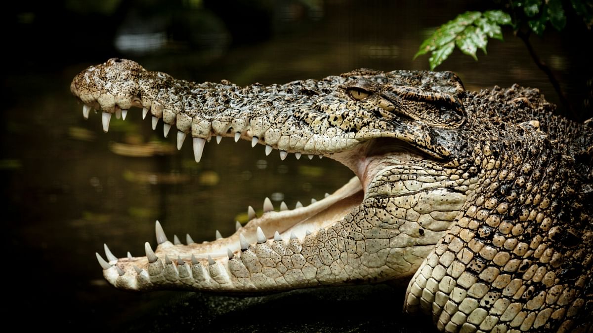 Australian teenager fights off monster crocodile