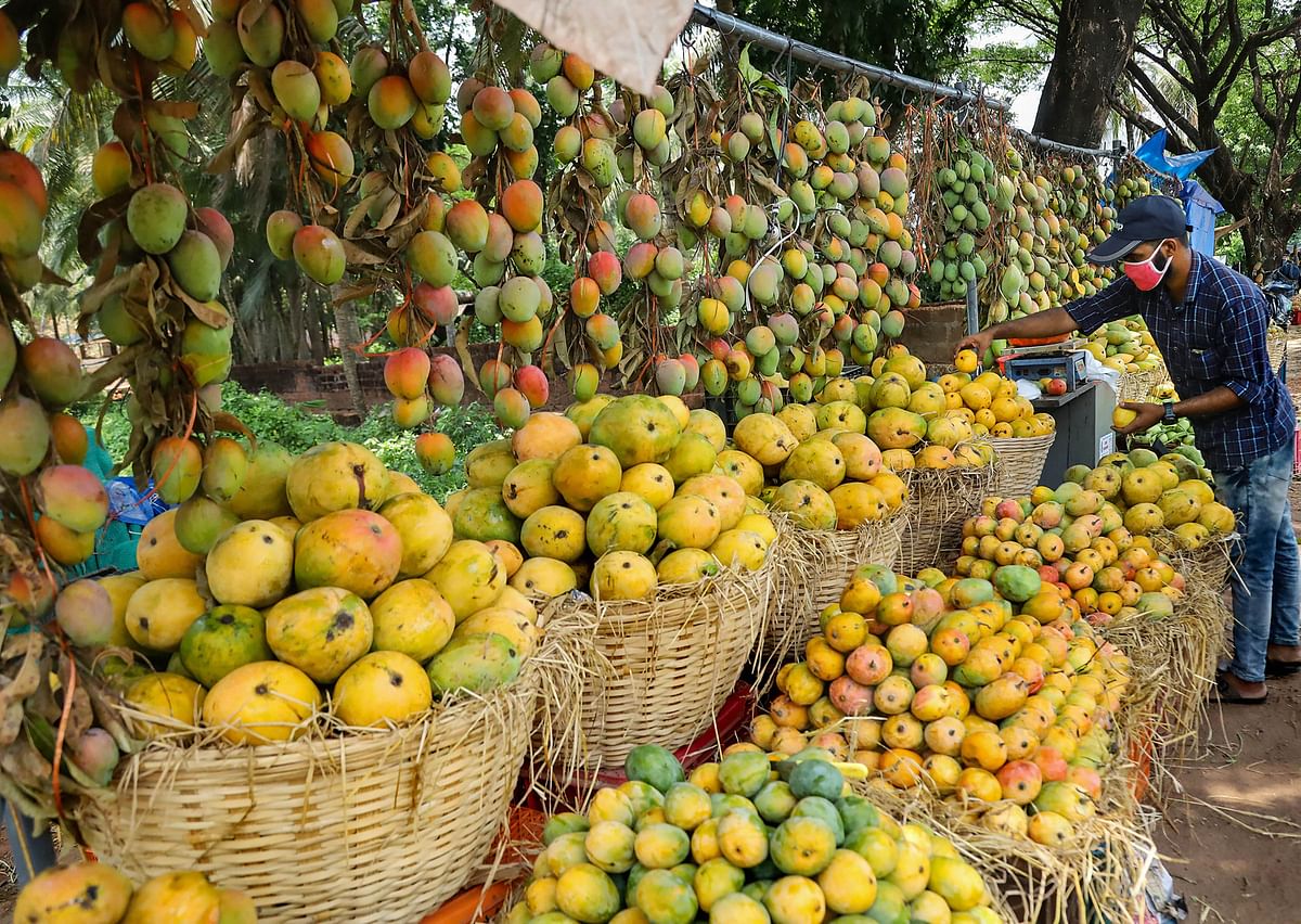 Bengal mango exports this season to start from early June