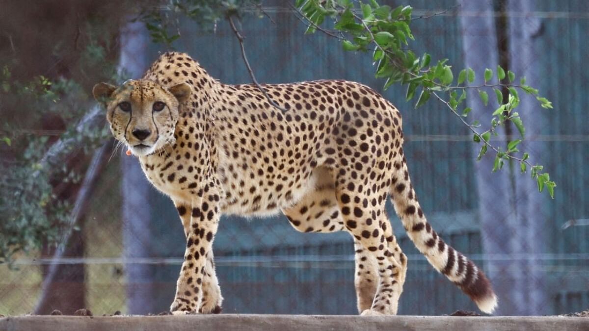 One more cheetah released into wild in MP's Kuno National Park; count reaches 7